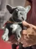 Photo №3. French Bulldog. Germany