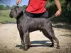 Photo №1. cane corso - for sale in the city of Žitište | negotiated | Announcement № 108505