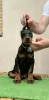 Photo №2 to announcement № 20908 for the sale of dobermann - buy in Russian Federation private announcement