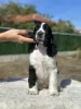 Photo №3. English springer spaniel with FCI pedigree. Bulgaria