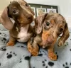 Photo №1. dachshund - for sale in the city of Даллас | 400$ | Announcement № 115393