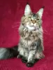 Additional photos: Maine Coon. Young cat for breeding.