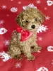 Photo №1. poodle (toy) - for sale in the city of Korolev | 1106$ | Announcement № 94009