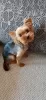 Photo №1. Mating service - breed: yorkshire terrier. Price - 11$