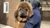 Photo №1. tibetan mastiff - for sale in the city of Samara | negotiated | Announcement № 10236