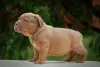 Photo №2 to announcement № 76629 for the sale of american bully - buy in Russian Federation from nursery