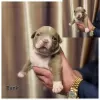 Additional photos: American bully puppy