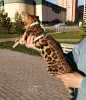 Additional photos: Elite Bengal kitten