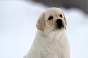 Additional photos: Brown and Fawn Male Labrador Retriever