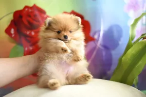 Additional photos: Pomeranian Pomeranian Puppies Girls