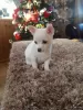 Photo №3. Playful Pomchi Puppies. Finland