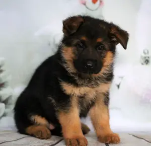 Additional photos: German Shepherd Puppy