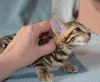 Photo №4. I will sell bengal cat in the city of Yekaterinburg. from nursery - price - 558$