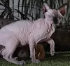 Photo №2 to announcement № 17093 for the sale of sphynx-katze - buy in Ukraine from nursery, breeder