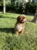 Additional photos: Cavapoo Poodle & Cavalier Beautiful female Welcome!!