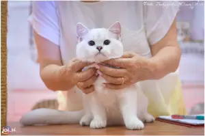 Photo №4. I will sell british shorthair in the city of Cherkessk. from nursery - price - 900$