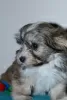 Additional photos: Havanese puppies