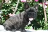 Photo №1. french bulldog - for sale in the city of Lipova | negotiated | Announcement № 20384