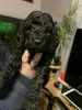 Photo №1. poodle (toy) - for sale in the city of Bosanska Krupa | 300$ | Announcement № 63499