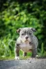 Photo №2 to announcement № 104063 for the sale of american bully - buy in Belarus from nursery