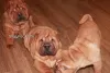 Additional photos: Shar Pei puppies