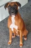 Photo №1. boxer - for sale in the city of Oakland | 1500$ | Announcement № 92660