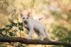 Photo №3. Devon rex. Russian Federation