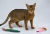 Photo №2 to announcement № 66403 for the sale of abyssinian cat - buy in Russian Federation private announcement