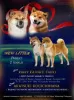 Photo №1. shiba inu - for sale in the city of Москва | negotiated | Announcement № 23072