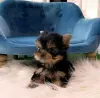 Photo №1. yorkshire terrier - for sale in the city of Springfield | 300$ | Announcement № 117689