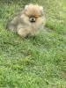 Photo №3. Pomeranian. Belarus