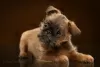 Photo №1. belgian griffon, brussels griffon, petit brabançon - for sale in the city of Москва | 1585$ | Announcement № 38378