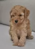 Photo №2 to announcement № 125197 for the sale of poodle (toy) - buy in Serbia 