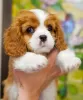 Photo №3. Cavalier King Charles Spaniel Alonso handsome boy. Turkey