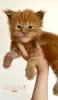 Photo №1. maine coon - for sale in the city of Chicago | 300$ | Announcement № 103649