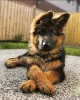 Photo №3. German shepherd for adoption. United Kingdom