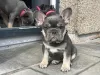 Photo №1. french bulldog - for sale in the city of Berlin | 400$ | Announcement № 38249