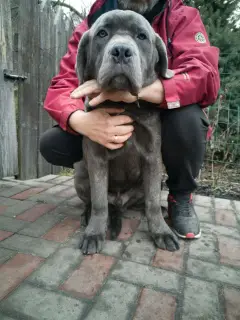 Photo №3. Cane Corso. Ukraine