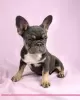 Photo №4. I will sell french bulldog in the city of Москва. from nursery - price - 781$