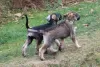 Additional photos: Pepper and salt giant schnauzer, puppies