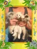 Photo №2 to announcement № 126799 for the sale of ragamuffin cat - buy in Germany private announcement