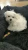 Photo №3. Maltese puppy of 8 weeks available. United States