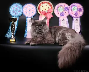 Photo №4. I will sell maine coon in the city of Tula. from nursery - price - 1464$