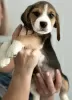 Additional photos: Beagle puppies