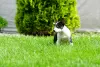 Photo №3. Mini bull terrier puppies. Russian Federation