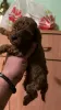 Photo №4. I will sell poodle (toy) in the city of Нови Сад.  - price - Is free