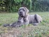 Additional photos: Cane Corso (FCI)