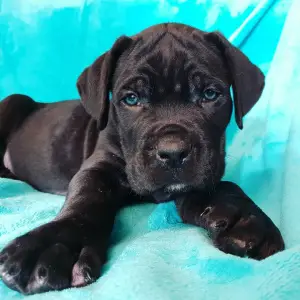 Additional photos: Puppies of Cane Corso breed are offered for sale.