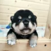 Photo №1. shiba inu - for sale in the city of St. Petersburg | 2000$ | Announcement № 11368