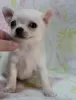 Photo №2 to announcement № 11263 for the sale of chihuahua - buy in Russian Federation from nursery, breeder